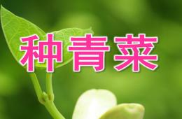 小班活動種青菜PPT課件