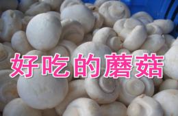 大班健康公開課好吃的蘑菇PPT課件