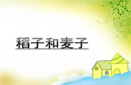中班稻子和麥子PPT課件