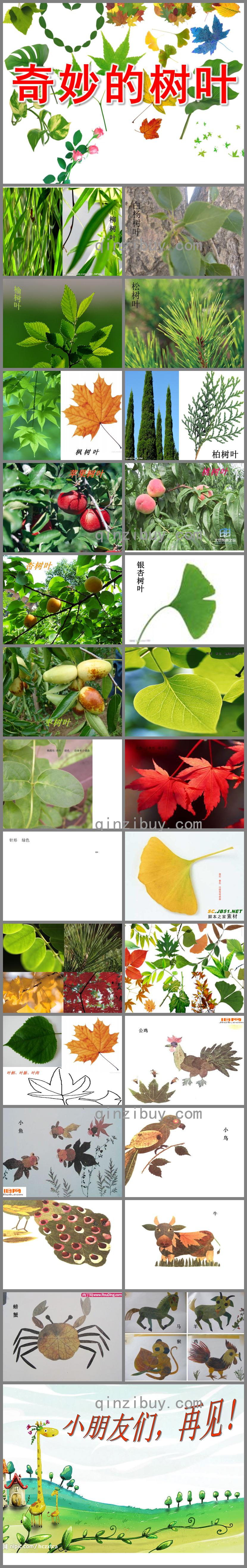 中班科學奇妙的樹葉PPT課件