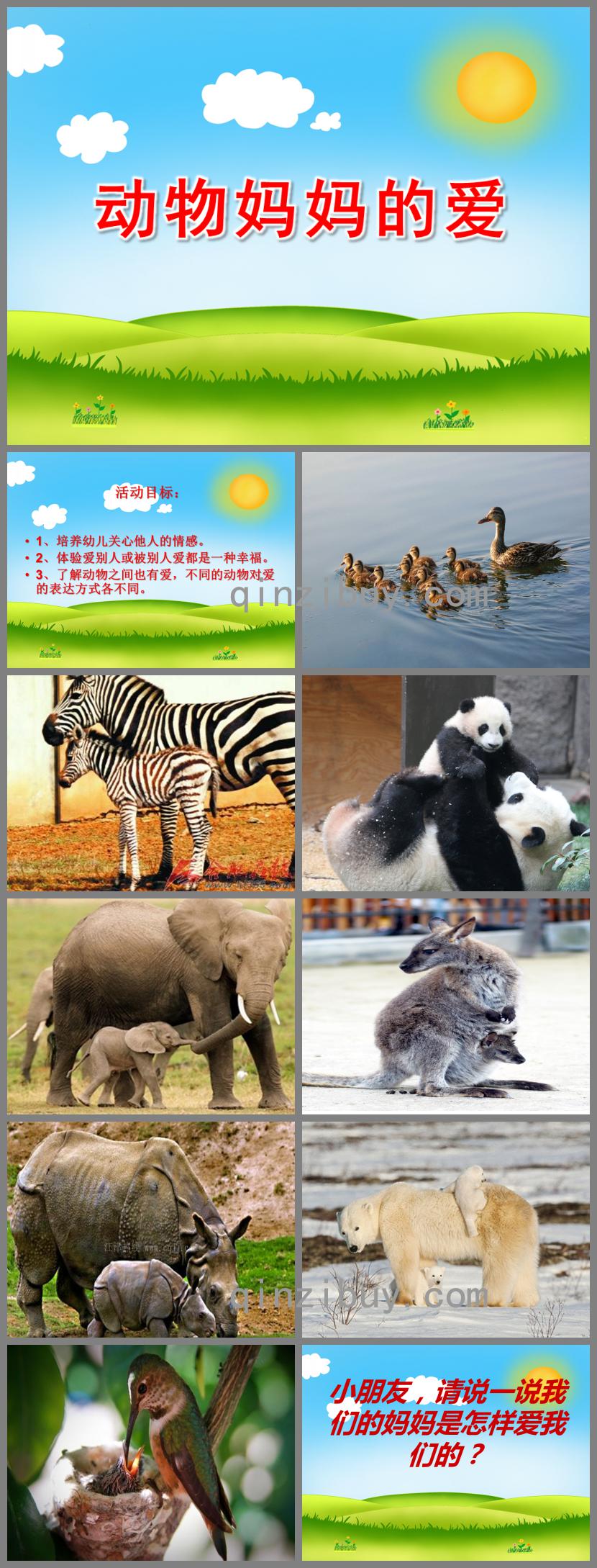 中班社會語言動物媽媽的愛PPT課件