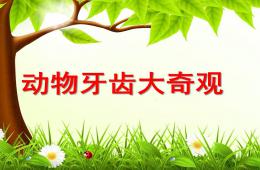 大班健康動物牙齒大奇觀PPT課件