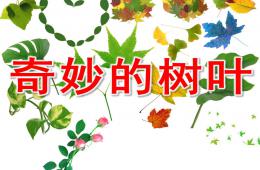 中班科學奇妙的樹葉PPT課件
