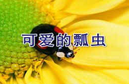 中班可愛的瓢蟲PPT課件