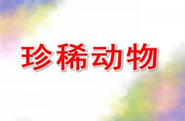 大班社會活動珍稀動物PPT課件