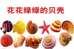 中班語言花花綠綠的貝殼PPT課件