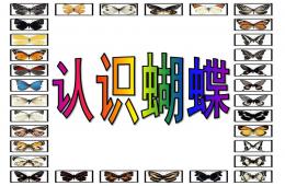 中班認識蝴蝶PPT課件