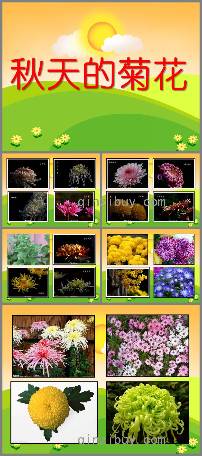 中班秋天的菊花PPT課件