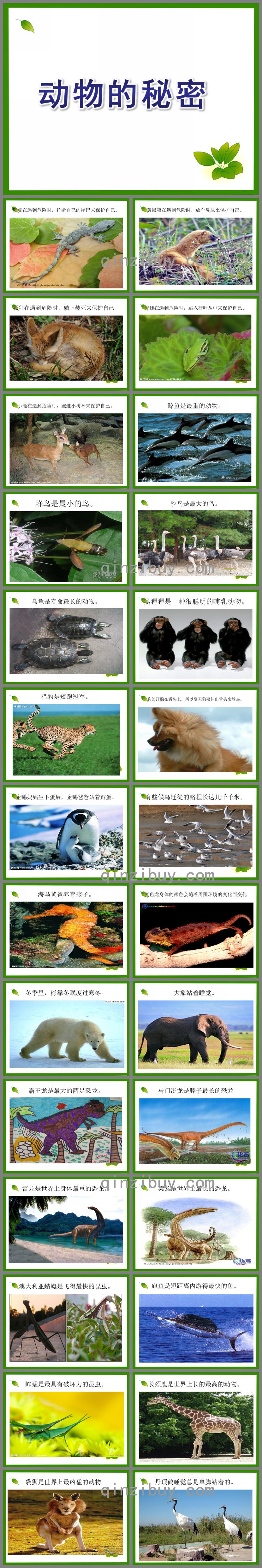 大班科學公開課動物的秘密PPT課件