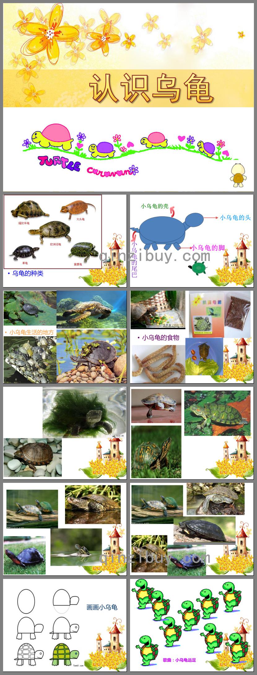 小班科學(xué)活動(dòng)認(rèn)識(shí)烏龜PPT課件