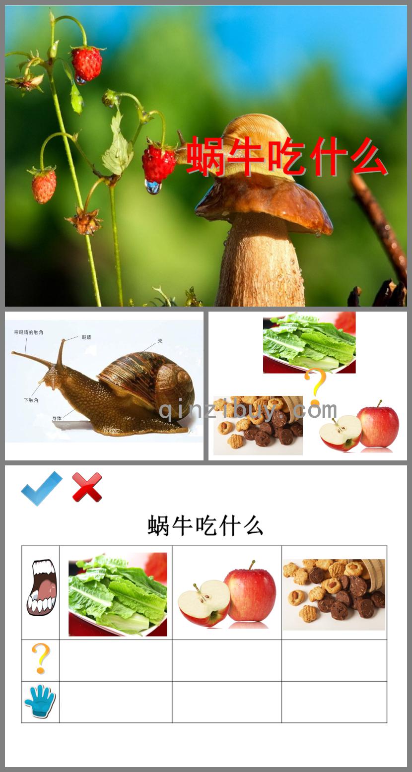 中班科學活動蝸牛吃什么PPT課件