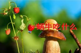 中班科學活動蝸牛吃什么PPT課件