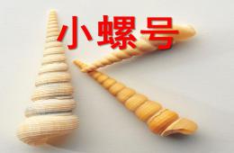 大班音樂小螺號PPT課件歌曲