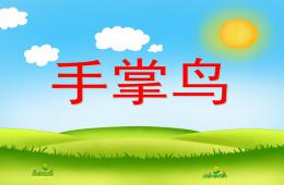 中班美術(shù)活動(dòng)手掌鳥(niǎo)PPT課件