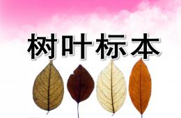 中班科學樹葉標本PPT課件