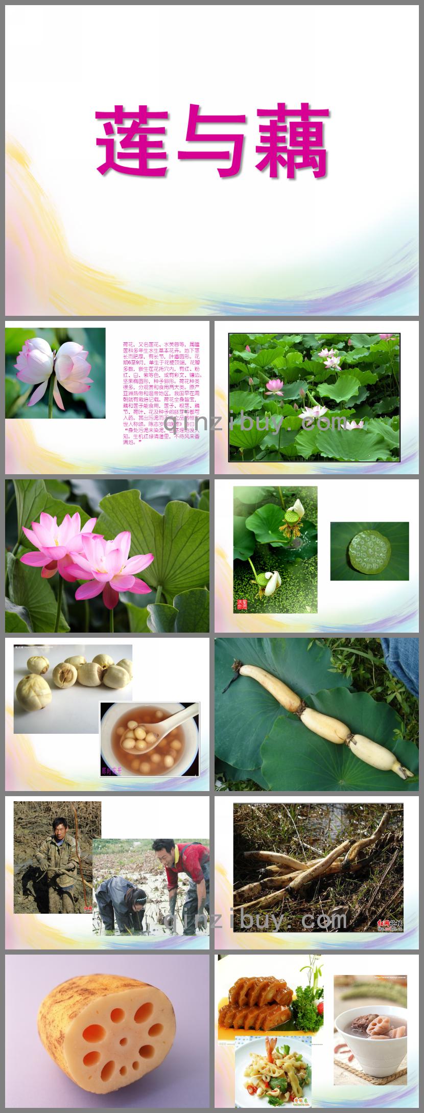 大班科學(xué)蓮與藕PPT課件