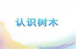 小班科學(xué)認(rèn)識(shí)樹木PPT課件
