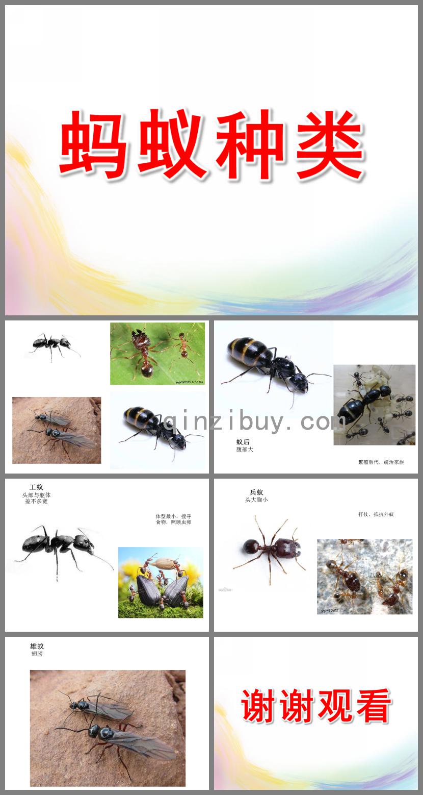 中班科學(xué)螞蟻種類PPT課件