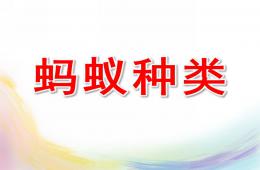中班科學螞蟻種類PPT課件
