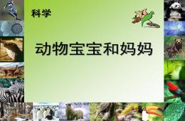 小班科學動物寶寶和媽媽PPT課件
