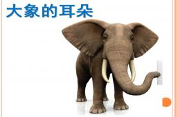 小班語言大象的耳朵PPT課件