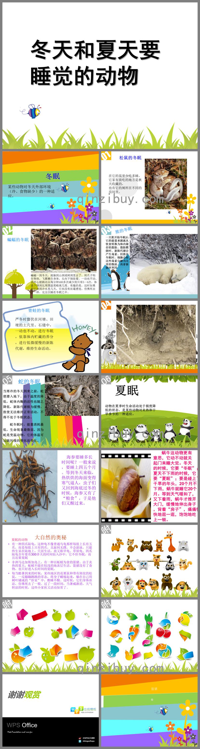 大班科學冬天和夏天要睡覺的動物PPT課件