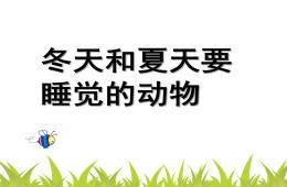 大班科學冬天和夏天要睡覺的動物PPT課件