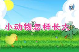 中班科學說課稿小動物怎樣長大PPT課件