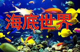 大班美術活動美麗的魚PPT課件