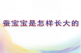大班科學蠶寶寶是怎樣長大的PPT課件