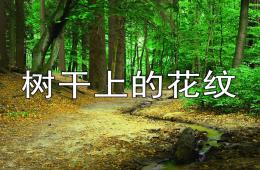 大班美術樹干上的花紋PPT課件