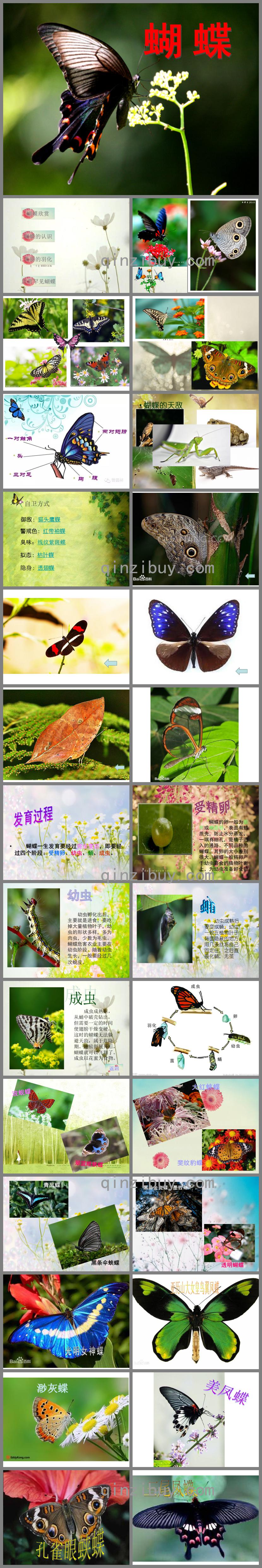 小班科學美麗的蝴蝶PPT課件