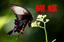 小班科學美麗的蝴蝶PPT課件