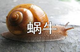 幼兒園美術(shù)蝸牛PPT課件