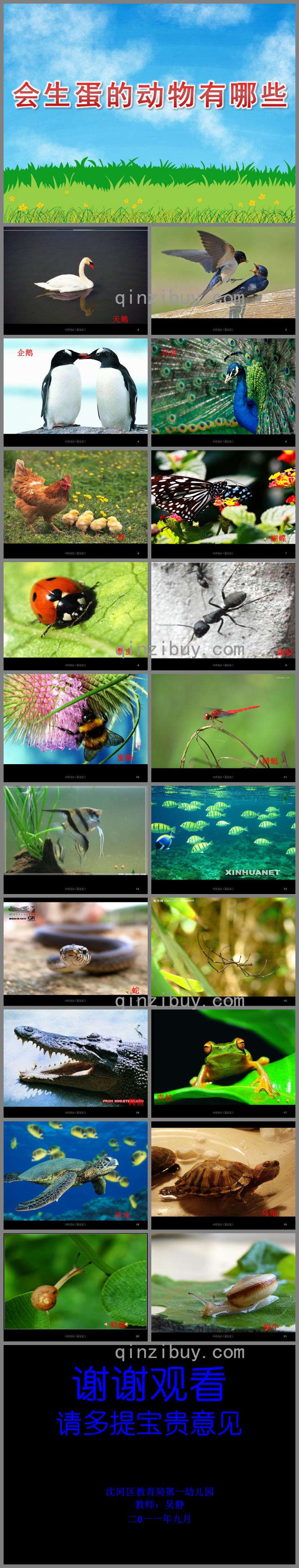 中班科學會生蛋的動物有哪些PPT課件