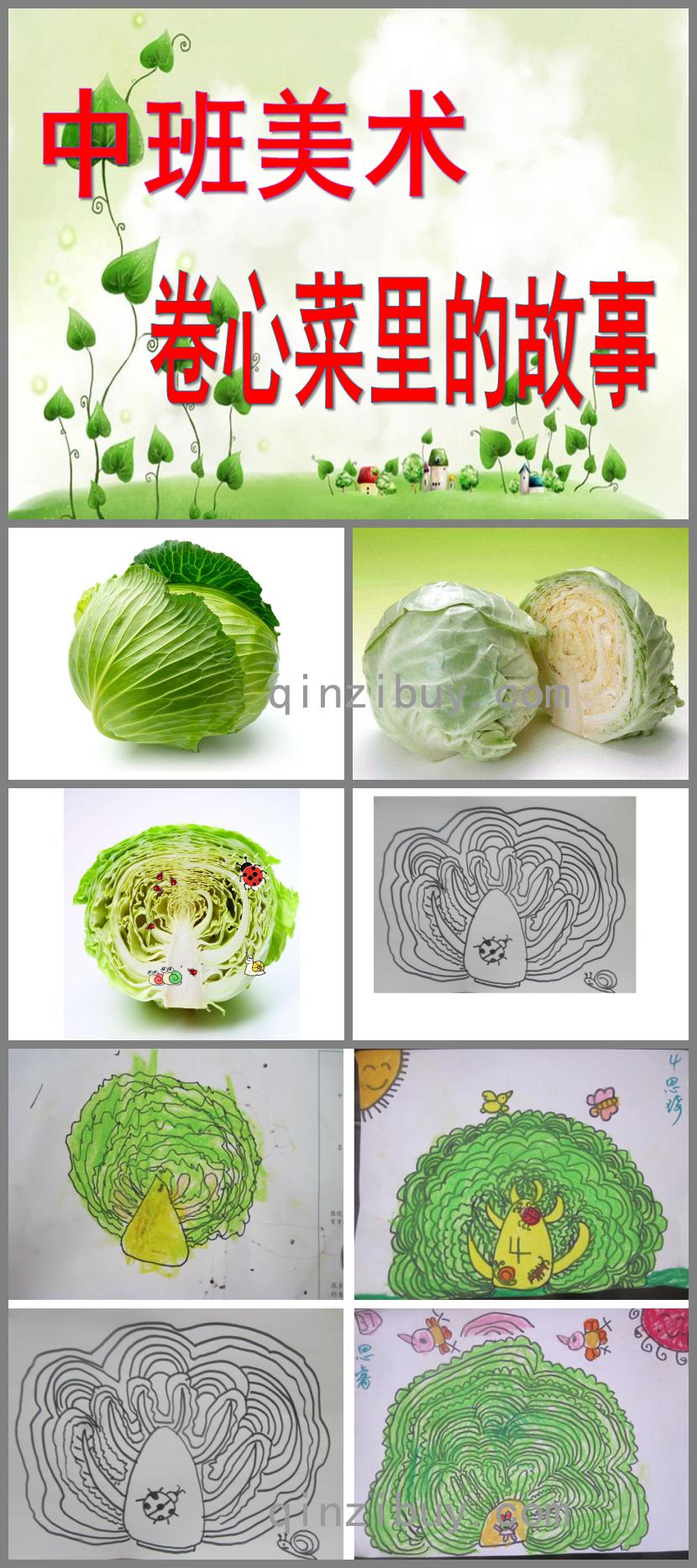 中班美術(shù)卷心菜里的故事PPT課件