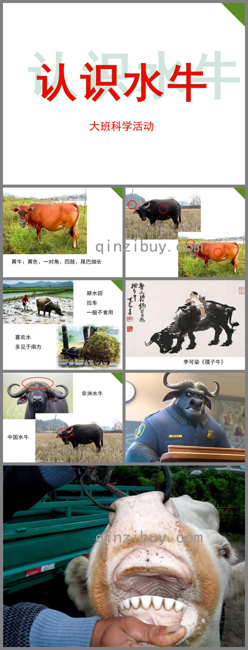 大班科學認識水牛PPT課件