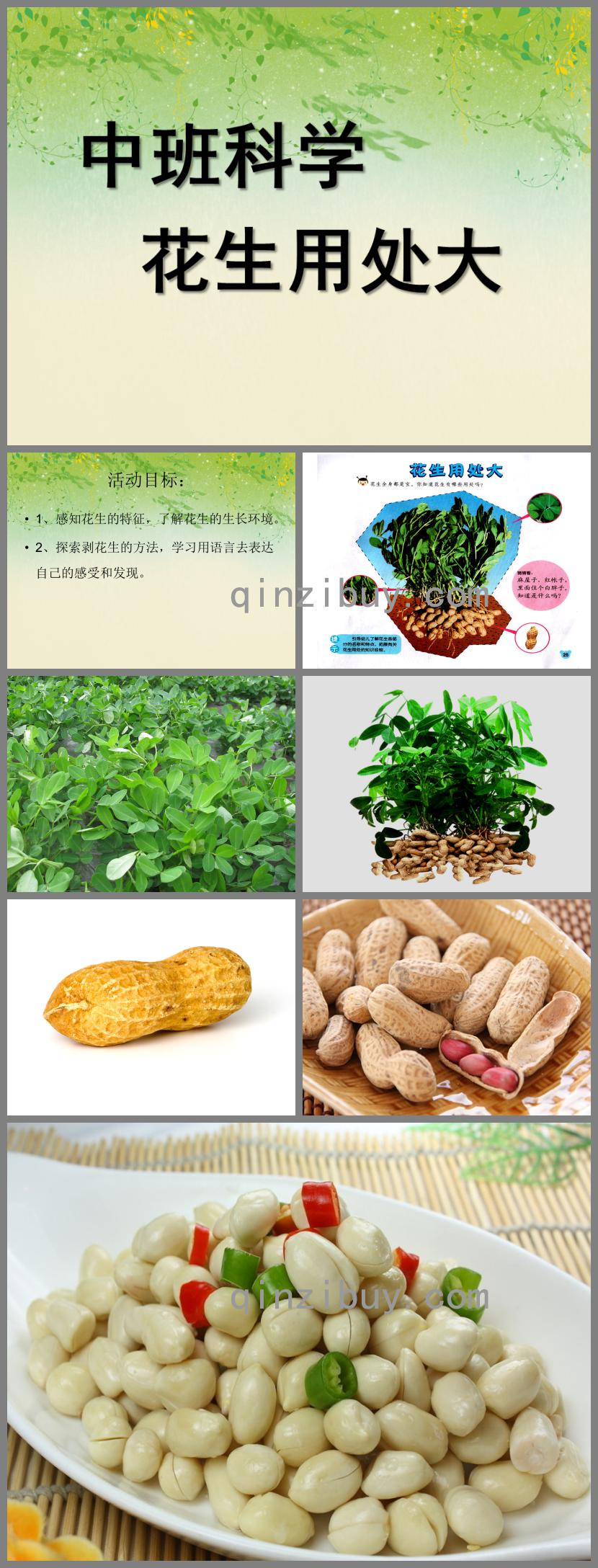 中班科學花生用處大PPT課件