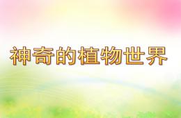 大班社會神奇的植物世界PPT課件
