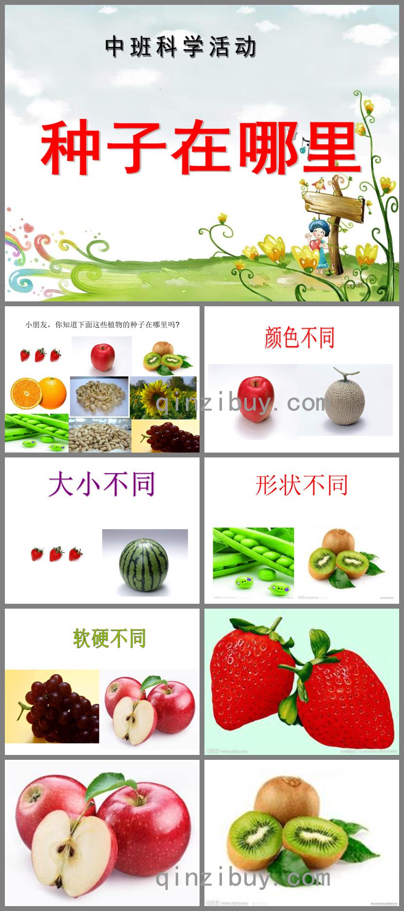 中班科學種子在哪里PPT課件