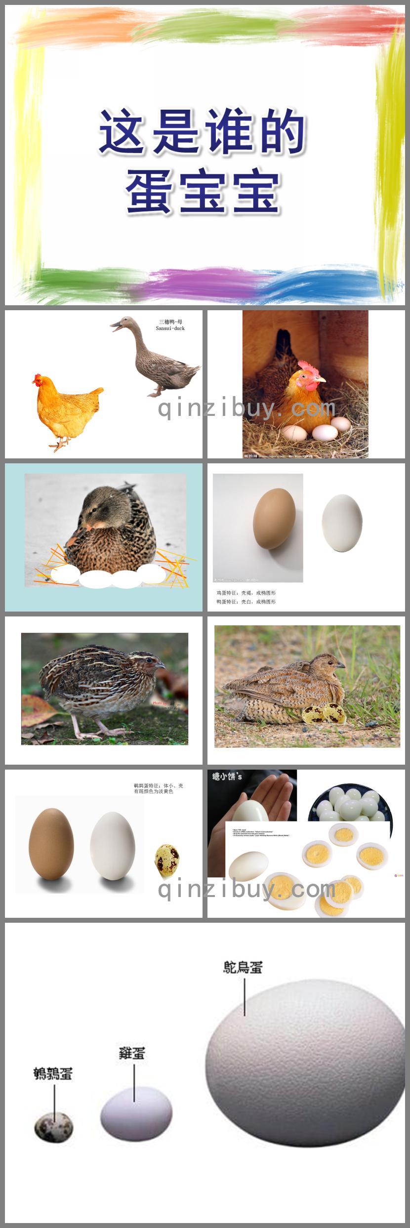 小班科學這是誰的蛋寶寶PPT課件