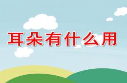 中班健康耳朵有什么用PPT課件