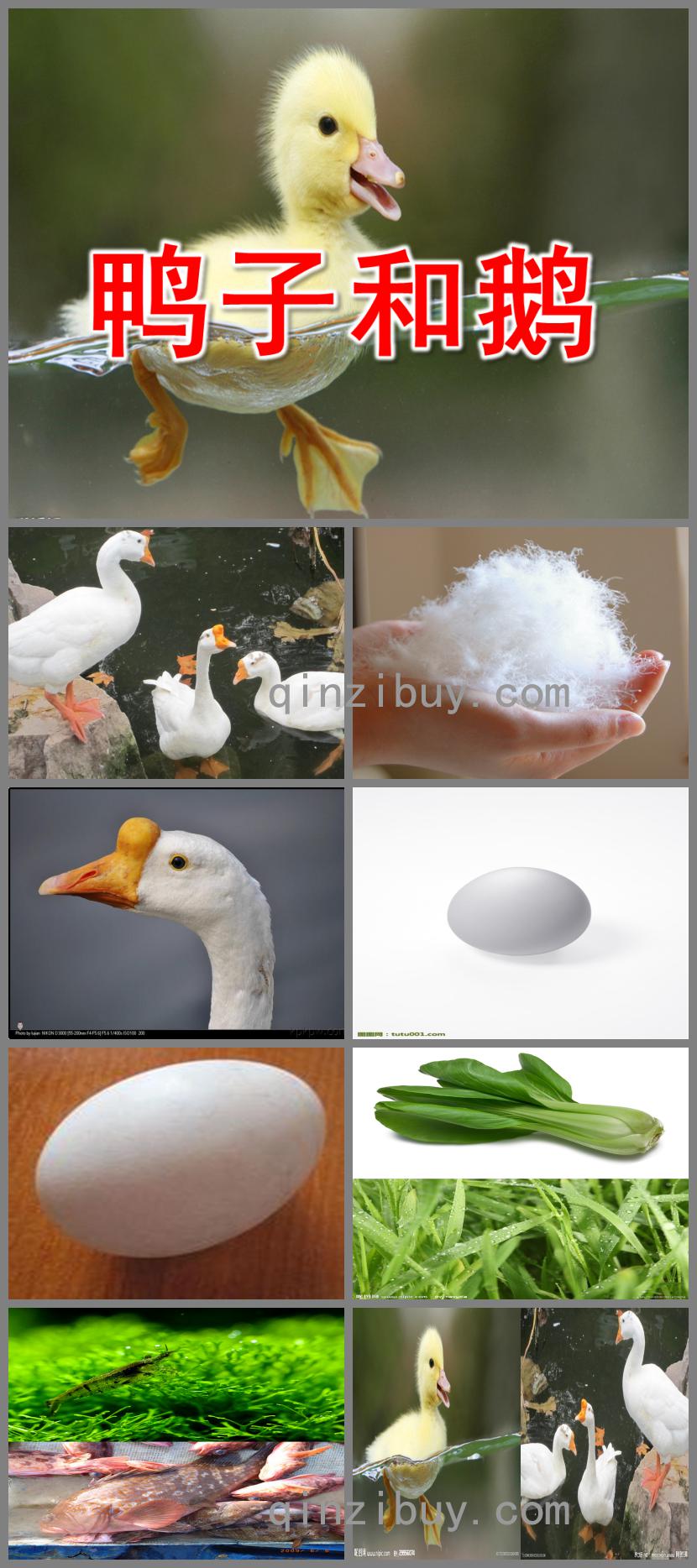 中班科學(xué)鴨子和鵝PPT課件