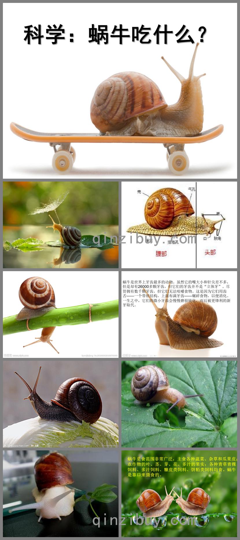 中班科學公開課蝸牛吃什么PPT課件