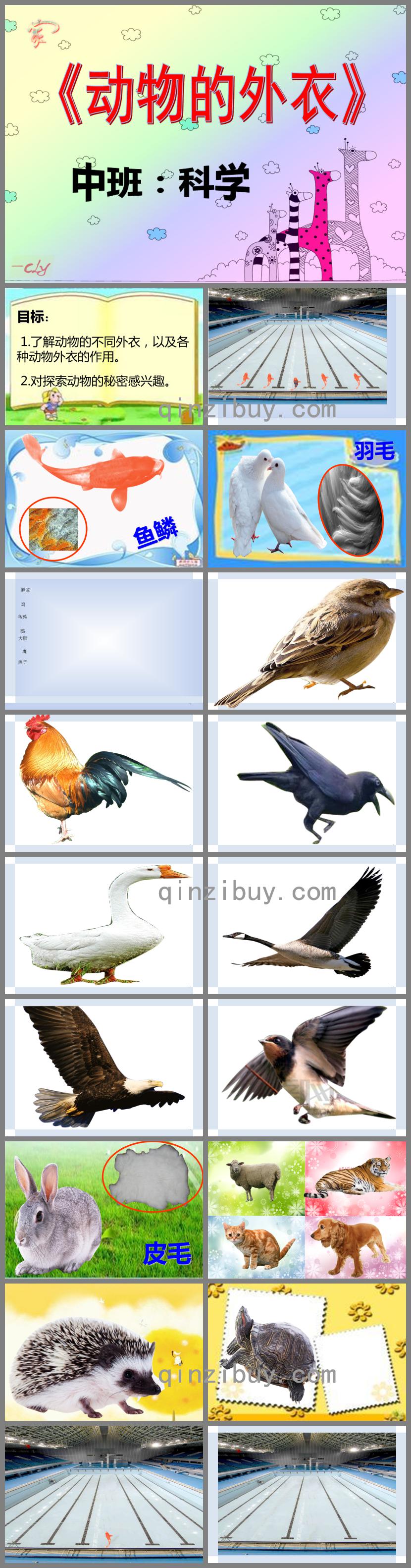 中班科學動物的外衣PPT課件