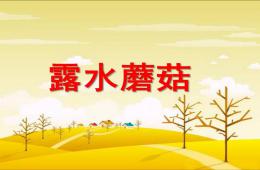 中班語言故事露水蘑菇PPT課件