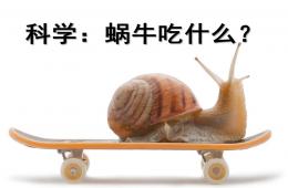 中班科學公開課蝸牛吃什么PPT課件
