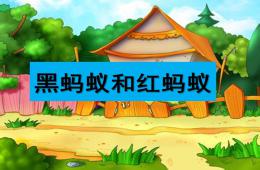 中班語言黑螞蟻和紅螞蟻PPT課件