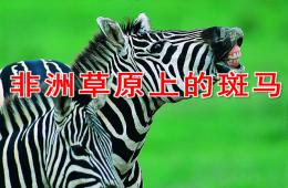 大班美術非洲草原上的斑馬PPT課件