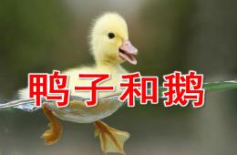 中班科學鴨子和鵝PPT課件